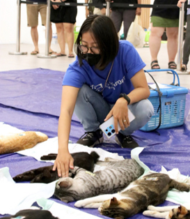 Volunteer caring for cats during TNR recovery