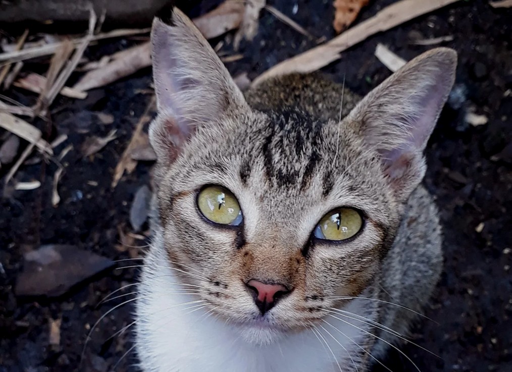 Community cat with tipped ear