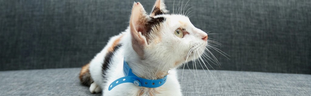Community cat with TNR identification collar