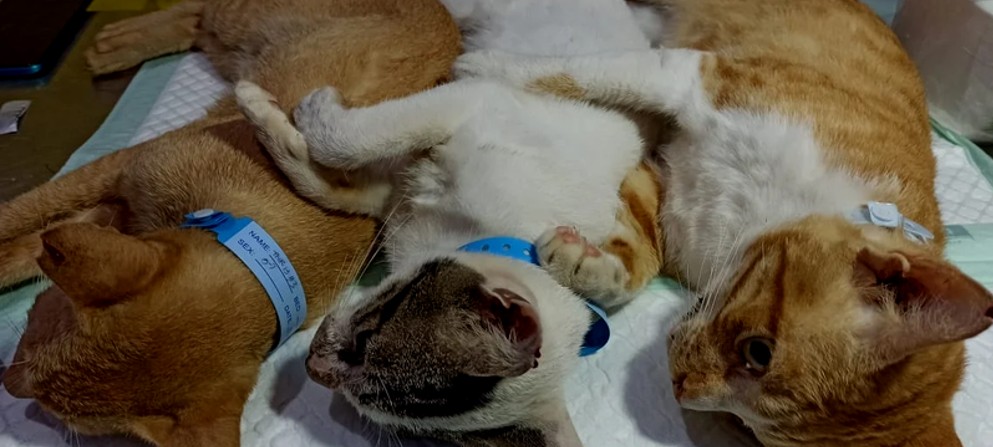 Cats resting together after spay-neuter surgery