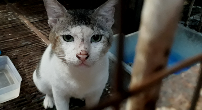 Cat looking at the camera