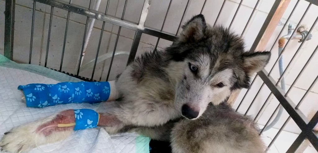 Rescued dog receiving medical care in a clinic