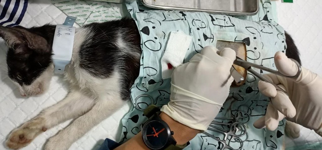 Cat undergoing spay surgery at a Let's Adopt Indonesia clinic