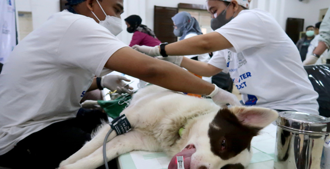 Dog sterilization surgery in Semarang