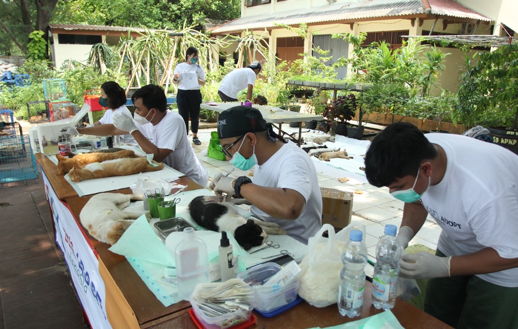 Volunteers performing TNR surgeries at an outdoor clinic