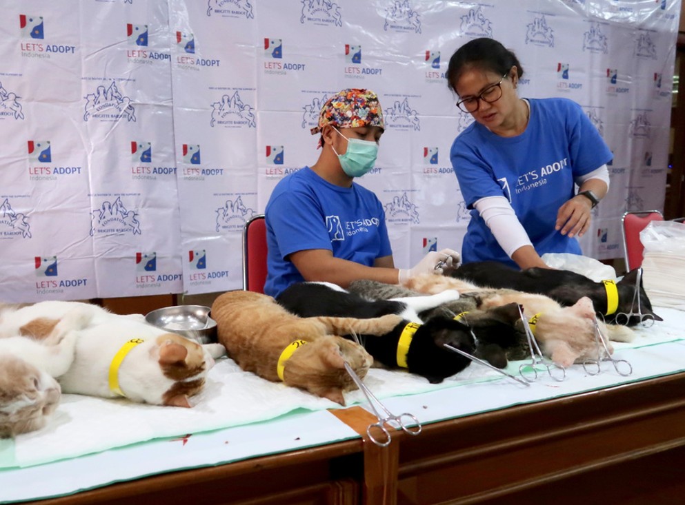 Volunteers at a spay-neuter clinic event